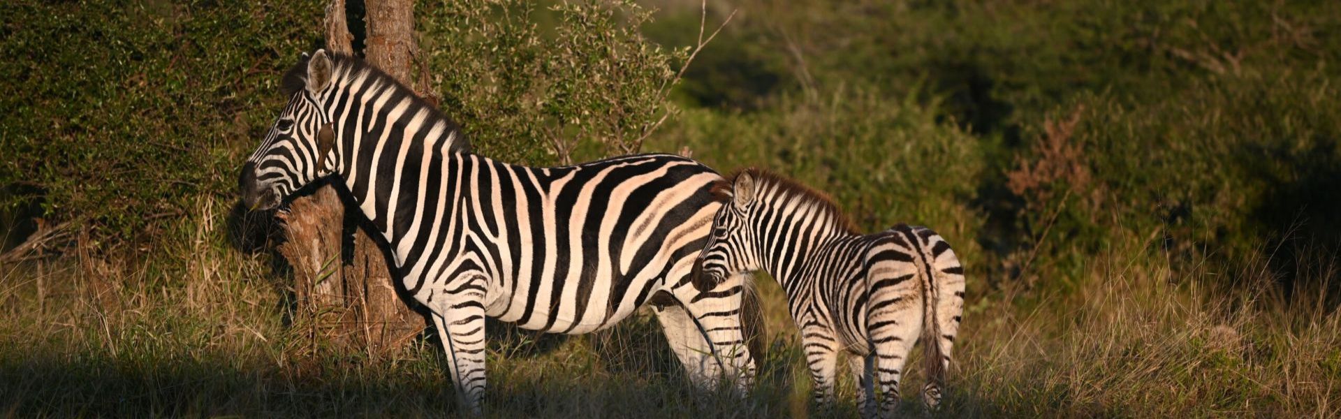 Natural History Safari