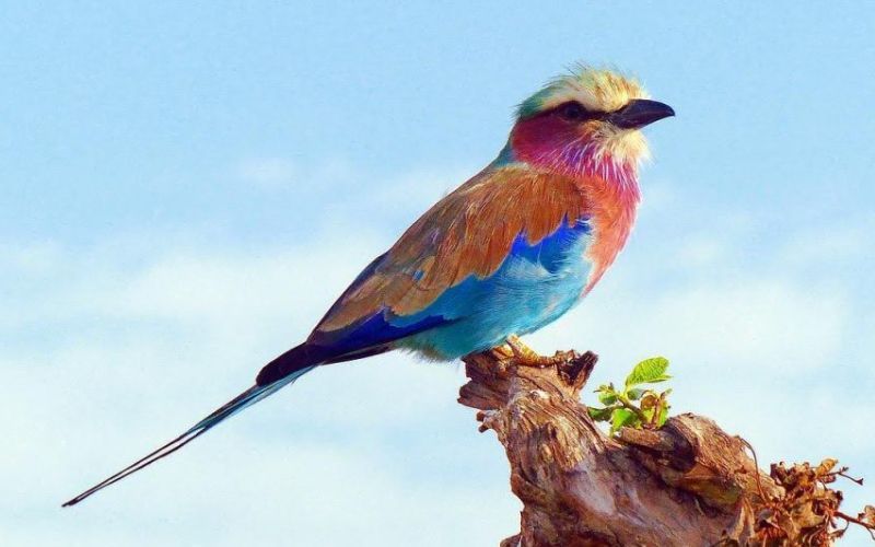 New Bird Species Discovered in Selous Game Reserve
