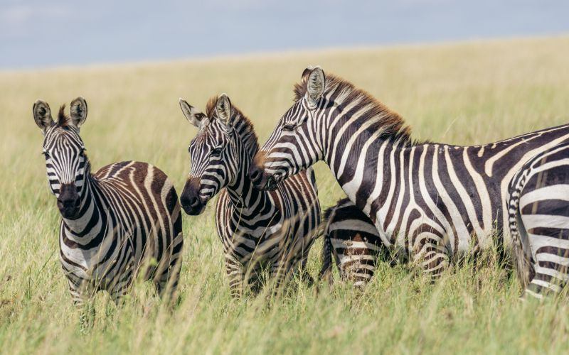 Tarangire National Park Expands Elephant Protection Zones