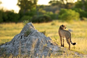 Tanzania Wildlife Safaris