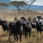 4 Days Safari, Lake Manyara, Ngorongoro, Tarangire by Out-Back Afrika Ltd