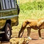 5 Days Tanzania Mid-range Safari Tour by Tanzania Travel & Safaris