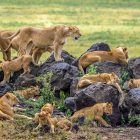 6 Days Midrange Tanzania Safari by Tanzania Travel & Safaris