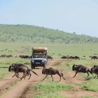 5 Days Tanzania Mid-range Safari Tour by Tanzania Travel & Safaris