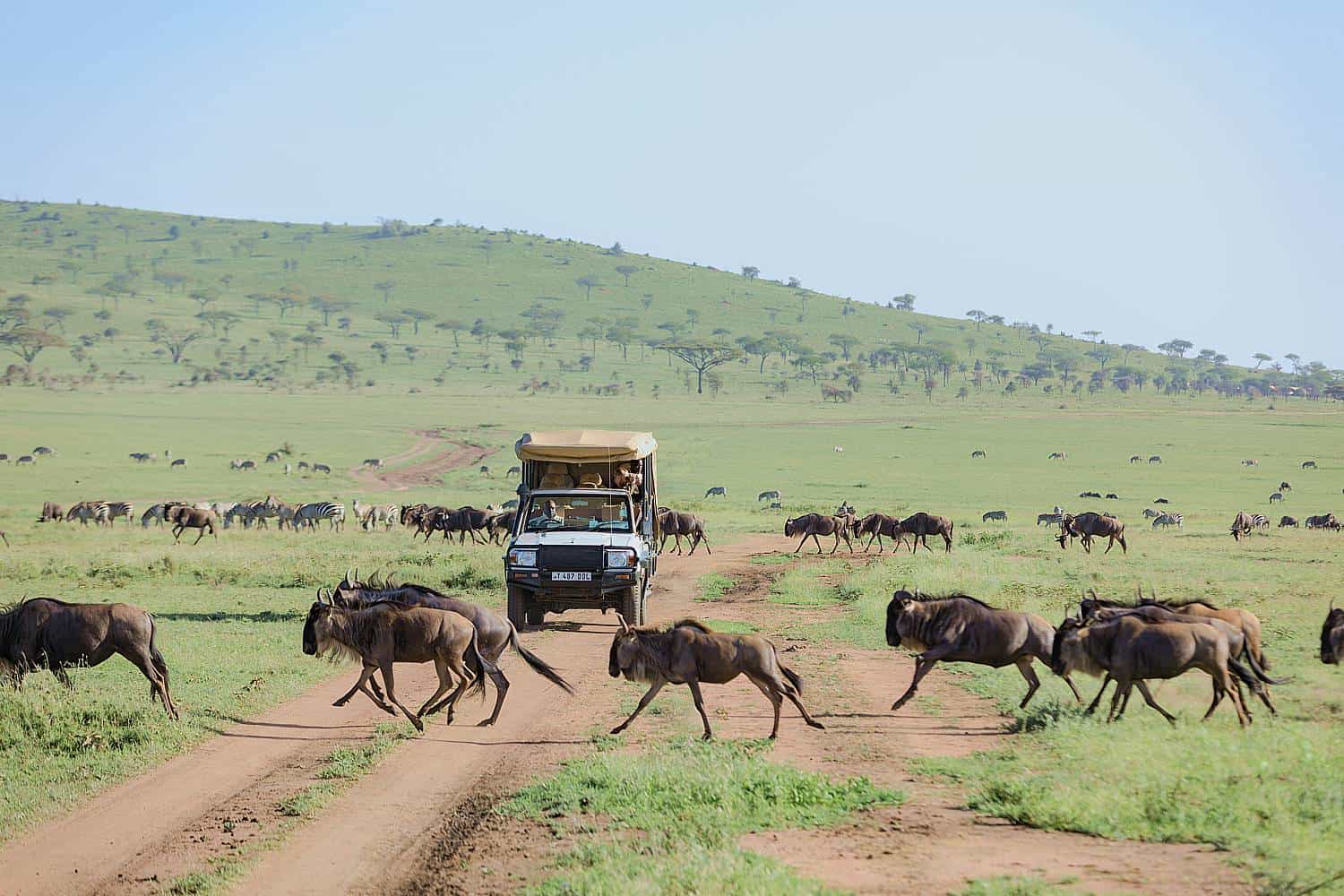 Tanzania Wildlife Safaris